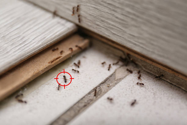 Best Best Pest Control Near Me  in Martindale, TX