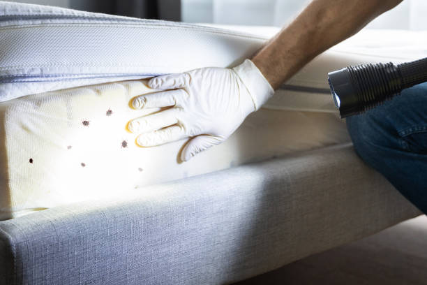 Best Cockroach Control Services  in Martindale, TX